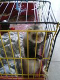 furet