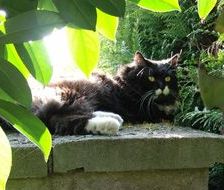 chat montbeliard